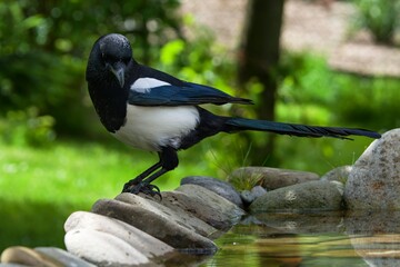 Magpie looks back at the stones at the bird's water hole. Moravia. Europe.
