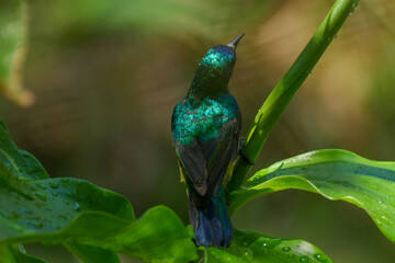Waldnektarvogel © Peter