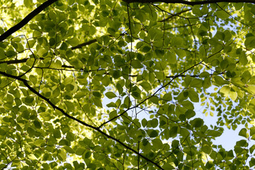Green foliage. Natural bright background. Lush foliage in the sunlight. Abstract nature. Bottom view.  The concept of summer spring good  warmth, sunshine
