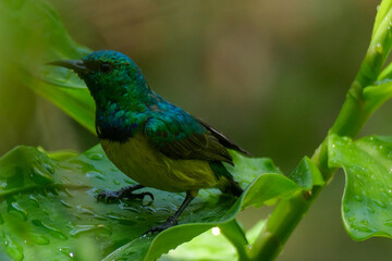 Waldnektarvogel