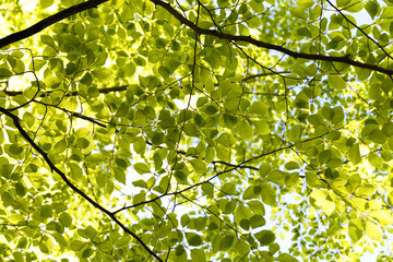 Fototapeta premium Green foliage. Natural bright background. Lush foliage in the sunlight. Abstract nature. Bottom view. The concept of summer spring good warmth, sunshine