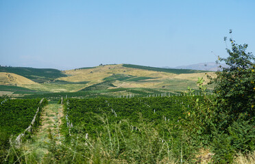 Fototapeta premium gardens and blue sky visible