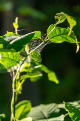 leaf with webs