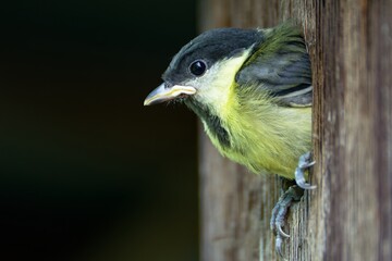 Young great tit (Parus major) peeps out of its nest in the bird.house Moravia. Europe. © Milan