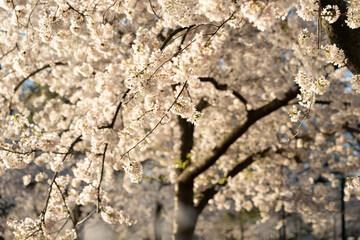 Cherry blossoms blooms in Washington DC at the Tidal Basin