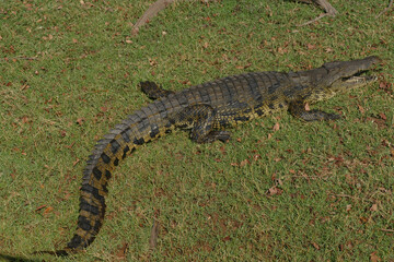 Krokodil