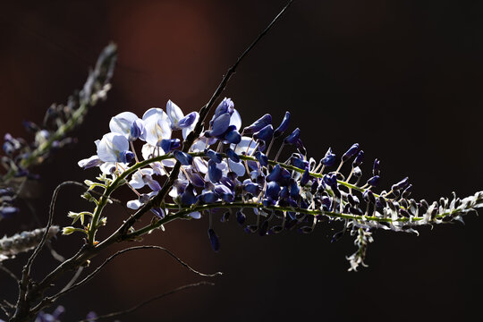 Enchanted Blooms: The Grace of Wisteria in Full Glory