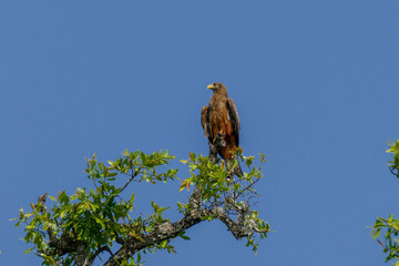 Adler