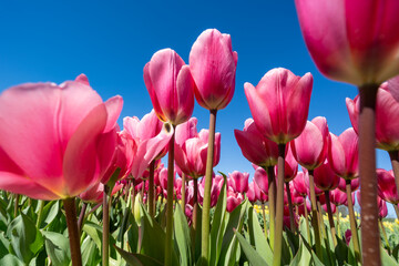 Pink tulips in a tulip field, Burnside Farms Virginia