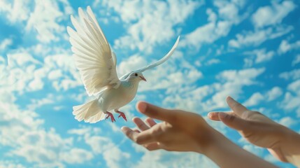 Dove being released by hands into the sky with clear blue horizon and white clouds, symbolizing peace