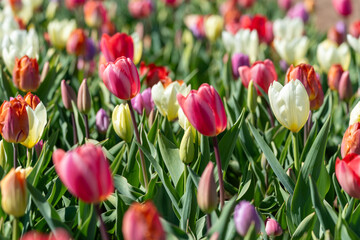 Naklejka premium Multicolored tulips in a tulip field, Burnside Farms Virginia