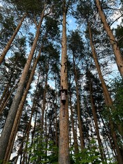 Fototapeta premium trees in the forest