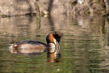 Great Crested Grebe, Podiceps cristatus has caught a fish.