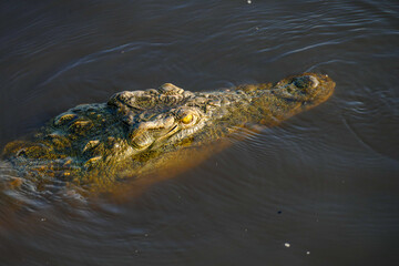 Krokodil