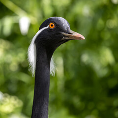Demoiselle Crane, Anthropoides virgo are living in the bright green meadow during the day time