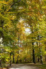 Golden autumn view in famous Munich relax place - Englischer Garten. Munich, Bavaria, Germany
