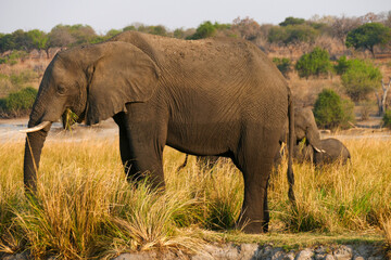 Elefant