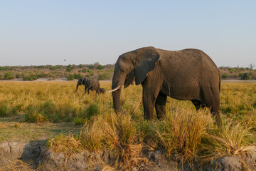 Elefant