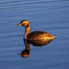 The water was so still on Lake Lanier that we got a very nice reflection shot of this Horned Grebe in breeding plumage.