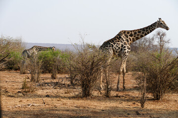 Giraffe