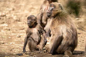 baboon parent and baby
