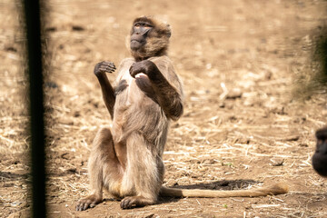 Monkey beating chest