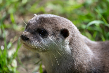 close up of a otter