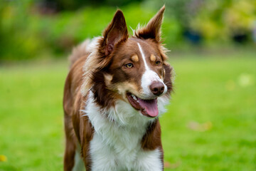 border collie dog
