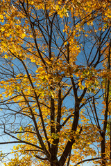 Trees in autumn 