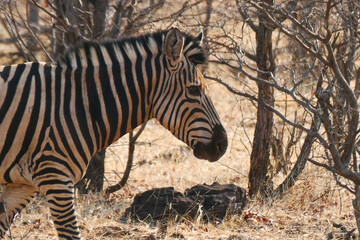 Zebra