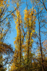 Fototapeta premium Trees in autumn 