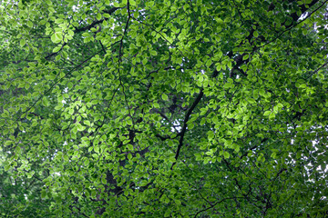 Beech tree leaves green backdrop