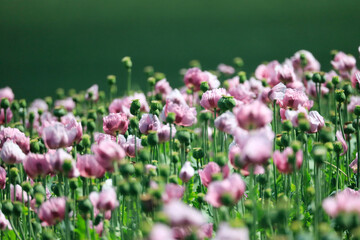 A field of purple poppies near Erlenbach and Weinsberg in the Heilbronn region, Baden-Wuerttemberg, Germany, Europe.