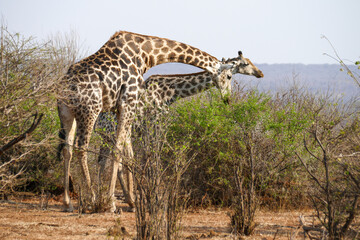 Giraffe