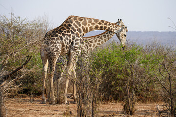 Giraffe