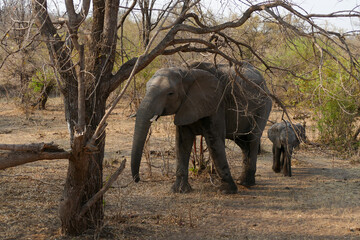 Elefant