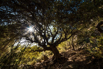 Huge centenary oak in the middle of the Mediterranean forest, Moratalla, Spain