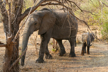 Fototapeta premium Elefant