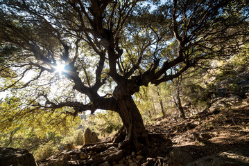 Obraz premium Huge centenary oak in the middle of the Mediterranean forest, Moratalla, Spain