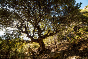 Huge centenary oak in the middle of the Mediterranean forest, Moratalla, Spain