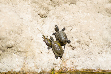 Wildlife in a forest pond filled with snakes, galapagos, frogs and turtles