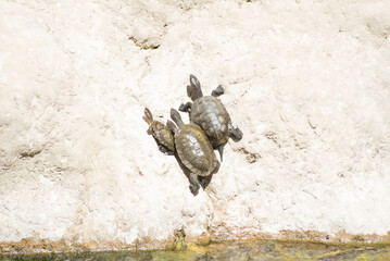 Wildlife in a forest pond filled with snakes, galapagos, frogs and turtles