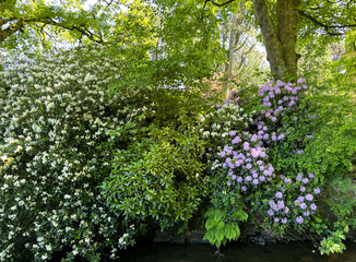 A dense cluster of flowering shrubs in full bloom creates a vibrant display of white and purple colors on the banks of a small stream in, Helmshore, Rossendale, UK