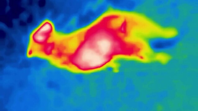 A medium-sized dog on the street. Image from thermal imager device.