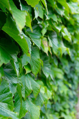 Green leaves background.
