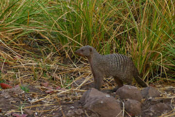 Erdmännchen