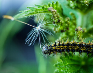 caterpillar on a leaf