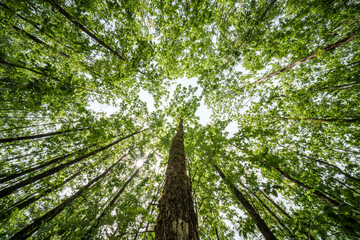 The view is of a tree trunk covered in lush green leaves