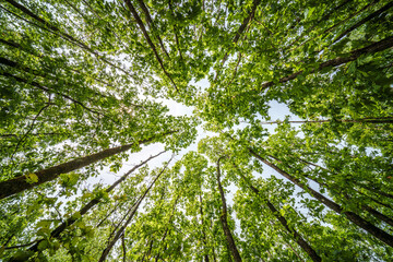 The view is of a tree trunk covered in lush green leaves