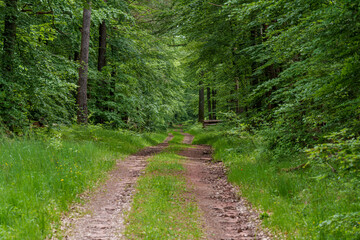 A peaceful gravel road running through a beautiful, vibrant green forest